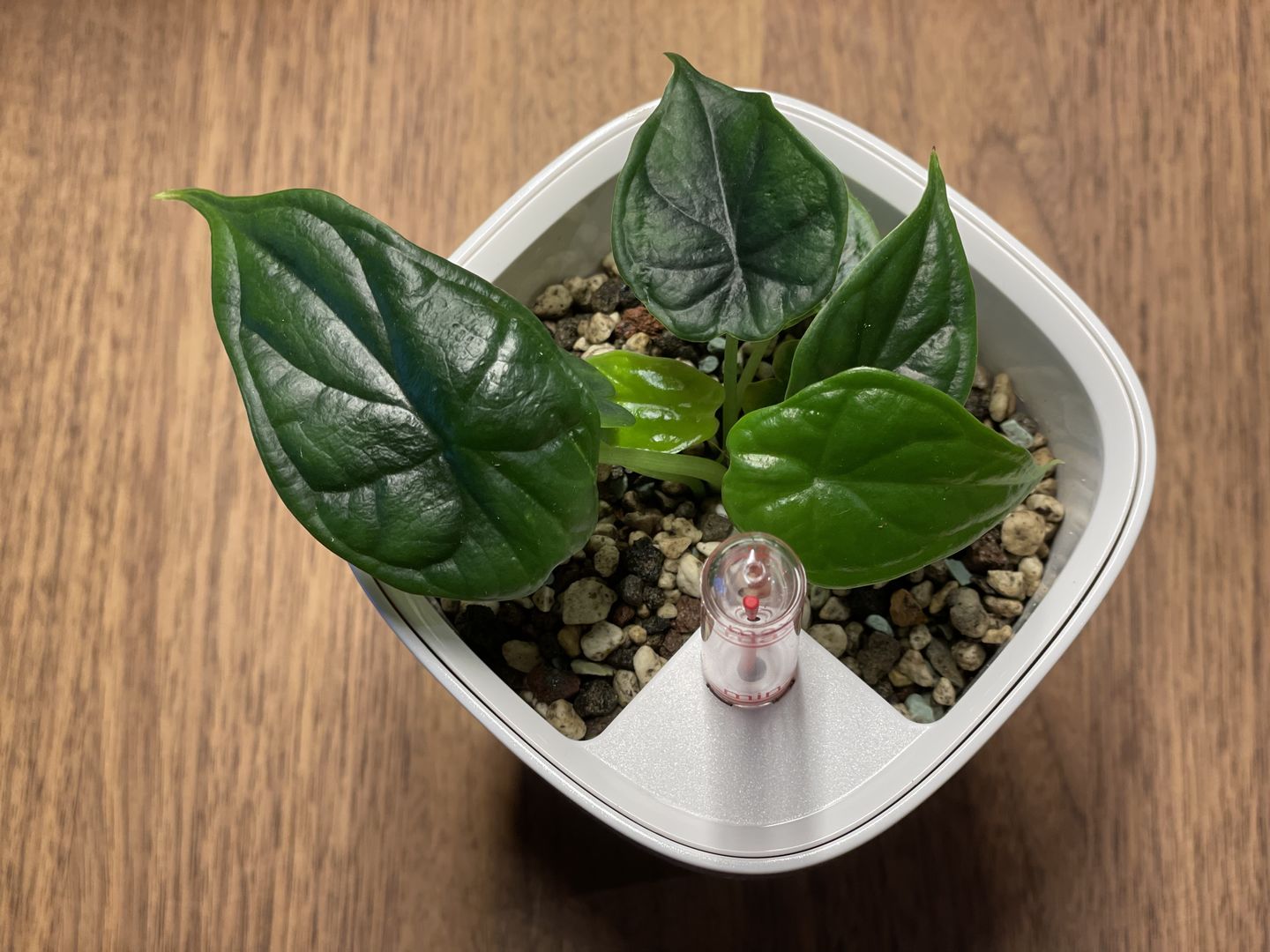 Customer photo review of ALOCASIA DRAGON SCALE