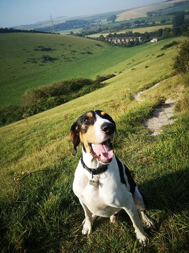 Customer photo review of Carnilove Trout with Dill Dog Treats