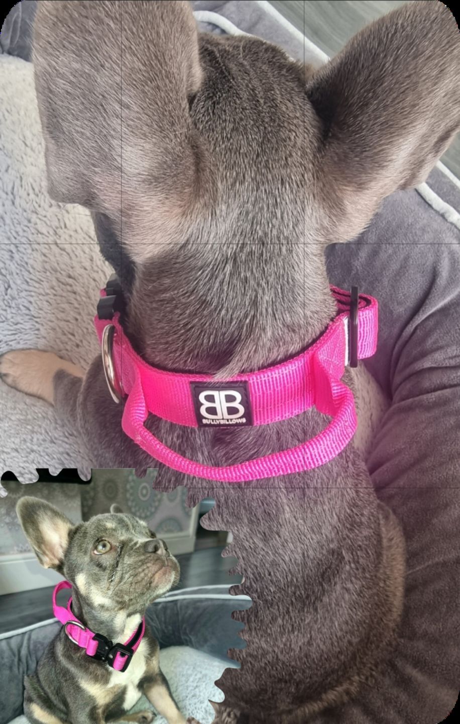 Customer photo review of 2.5cm Combat® Collar | With Handle & Rated Clip - Magentas v2.0