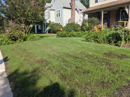 Customer photo review of GCI Turf Cool Blue Grass Seed