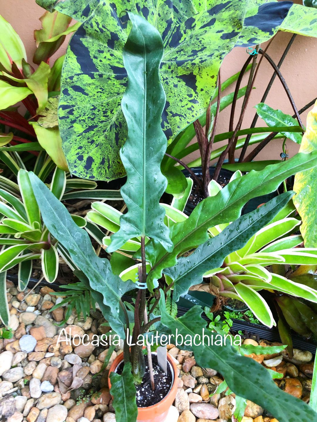 Customer photo review of 4" Alocasia lauterbachiana