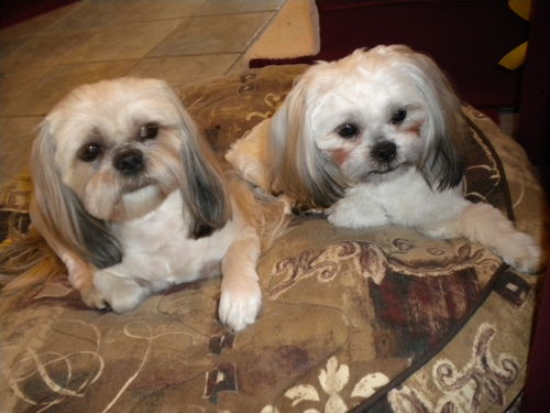 Customer photo review of Chlorhexidine Wipes for Dogs & Cats - 100 Count