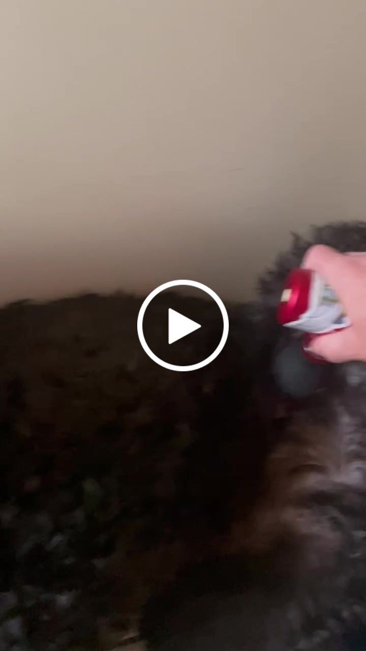 Customer video review of Flexgun mini. Compact Massage Gun