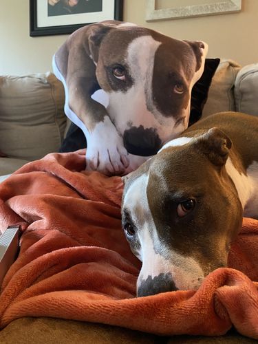 Customer photo review of Create A Custom Dog Pillow