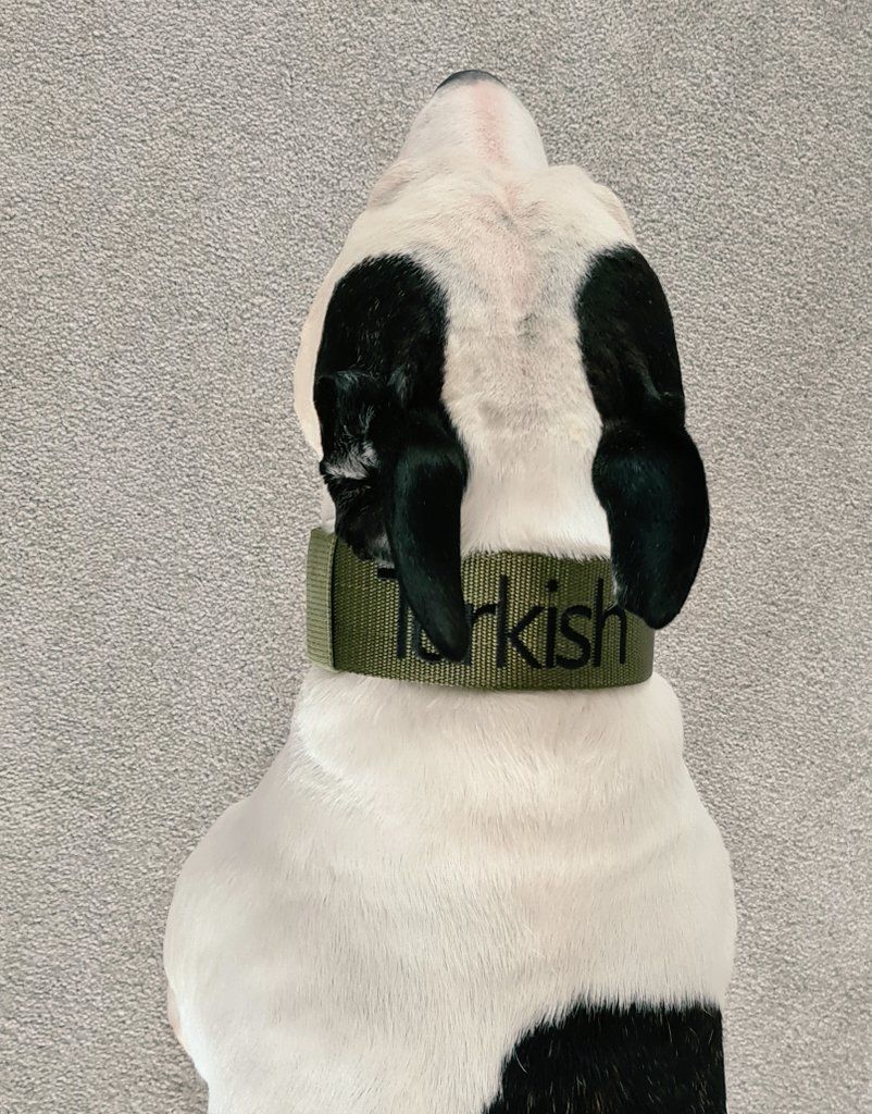 Customer photo review of 5cm Nylon Dog Collar - Khaki v2.0