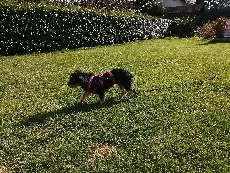 Customer photo review of COMFORT Panikgeschirr