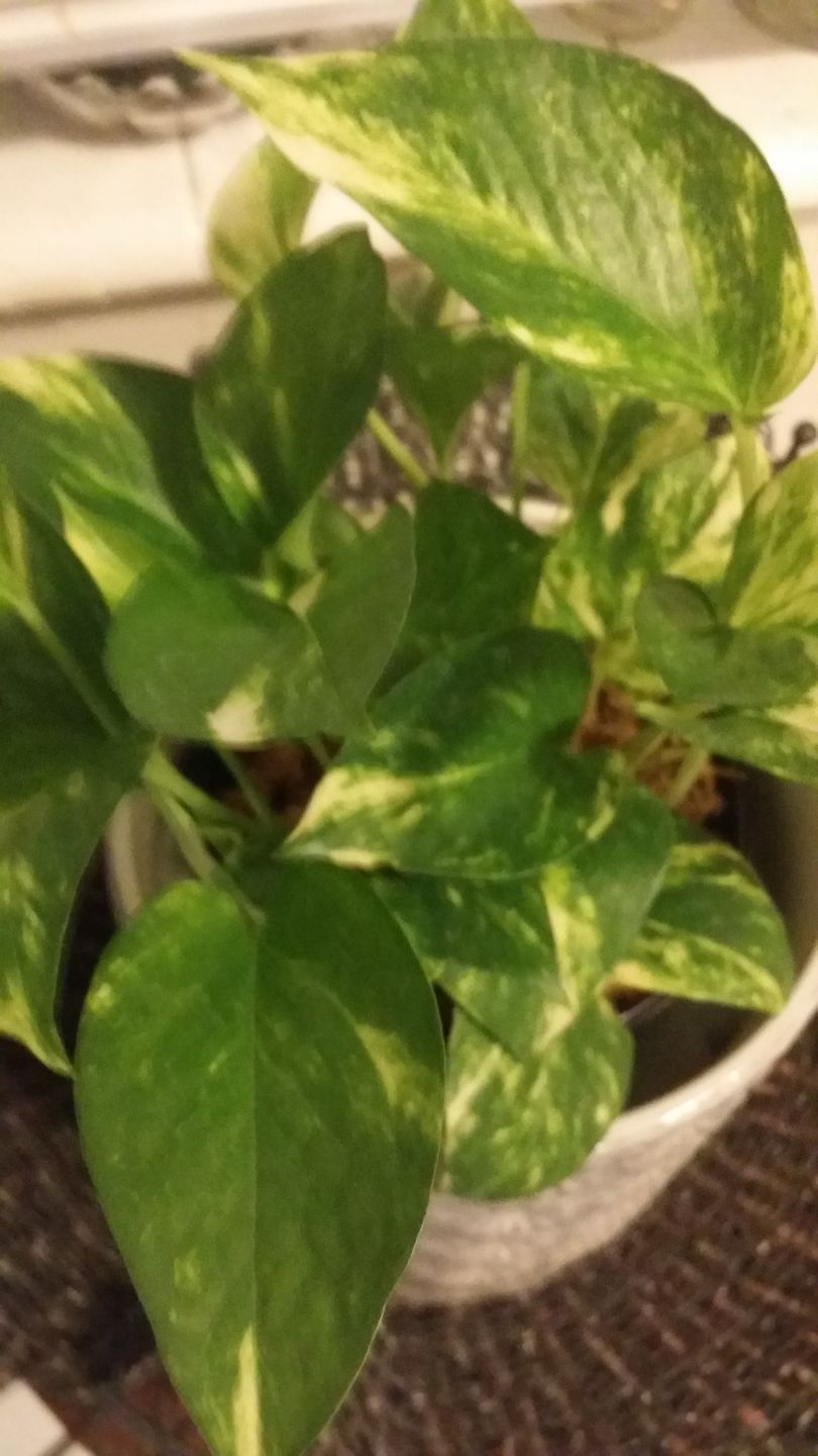 Customer photo review of 4" Pothos Epipremnum aureum 'Golden'