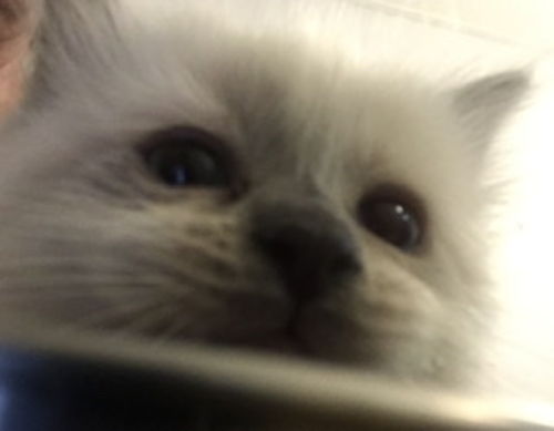 Customer photo review of CIAO Churu Tuna For Kitten