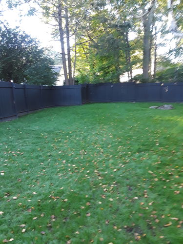 Customer photo review of GCI Turf Type Tall fescue Grass Seed