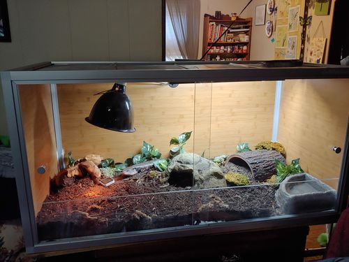 Customer photo review of 4'x2'x2' Wood Panel Reptile Enclosure by Zen Habitats