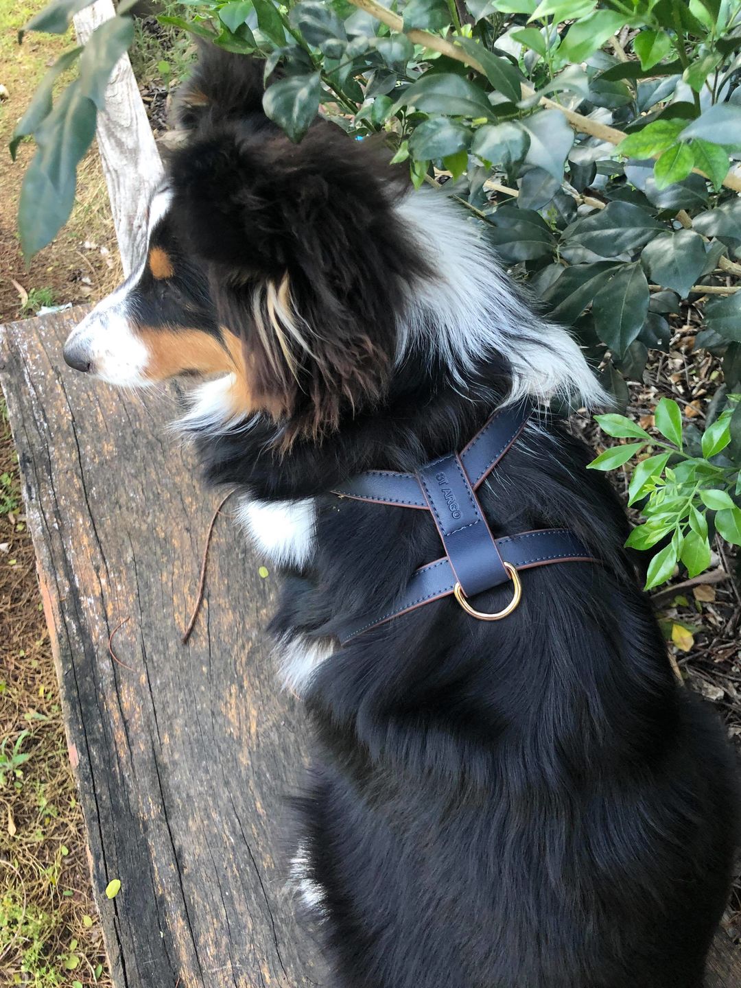 Customer photo review of HARNESS - Navy