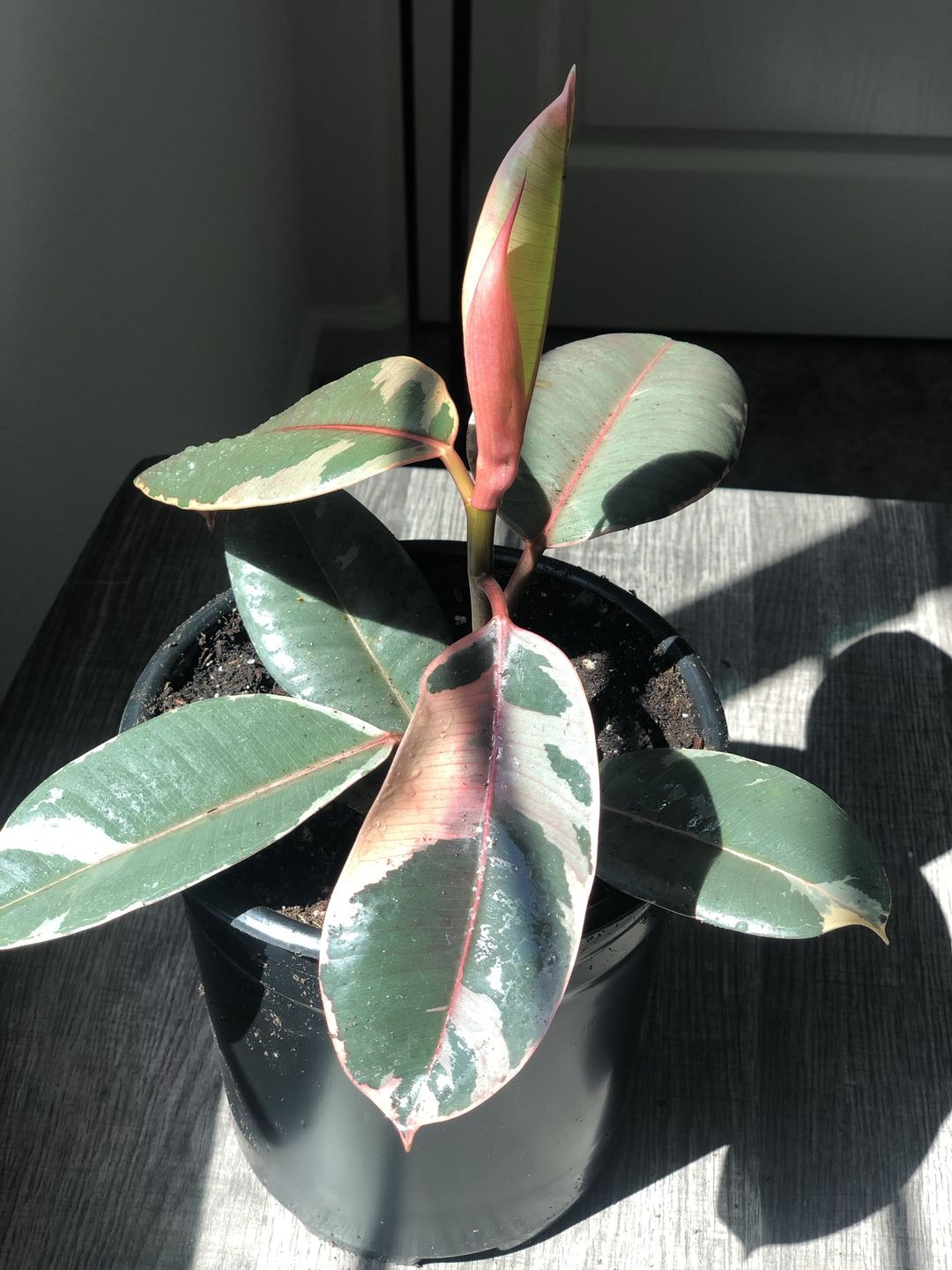 Customer photo review of 4" Calathea Lancifolia - Rattlesnake Plant