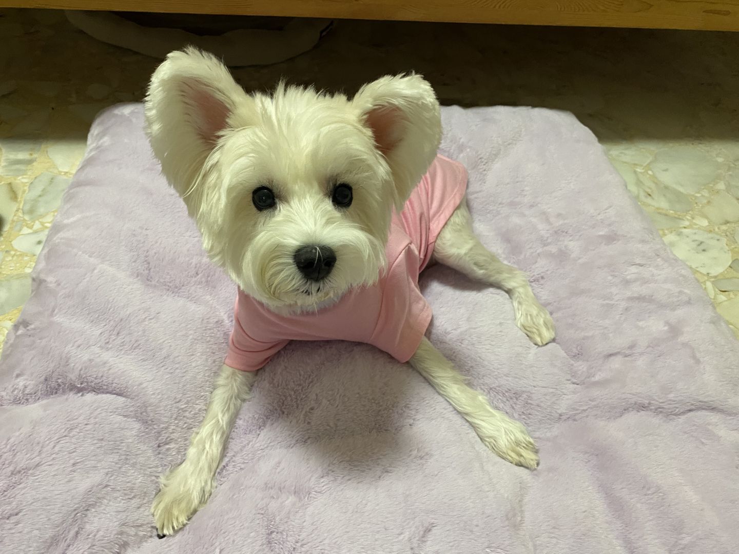 Customer photo review of arrr Sleeping Blanket (NEW)