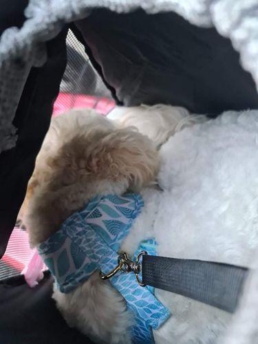 Customer photo review of All In One Pet Carrier Bag | Dog Bike Basket | Backpack for Dogs & Cats | Car Booster Seat