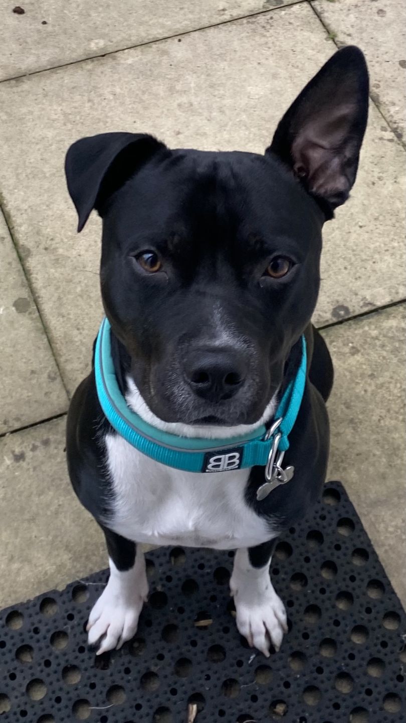 Customer photo review of 4cm RR Collar | Soft Padded & Reflective | Series 2 - Turquoise