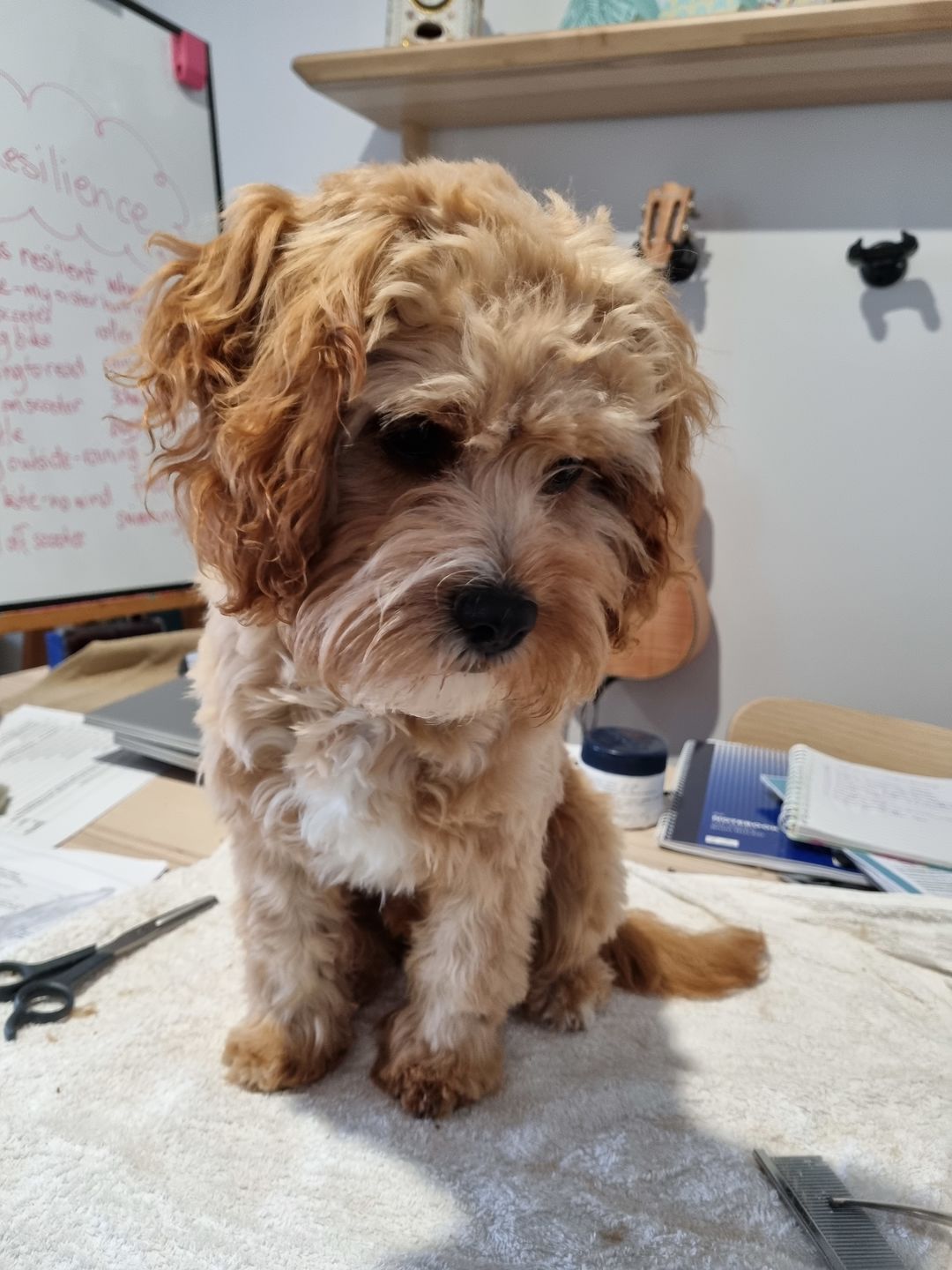 Customer photo review of Dog Hair Clippers