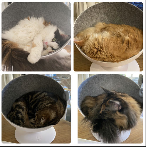 Customer photo review of Furrytail Boss Cat Bed, Elevated Cat Chair
