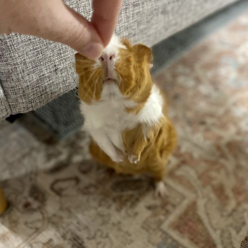 Customer photo review of GuineaDad Nourish Series - Pea Flakes