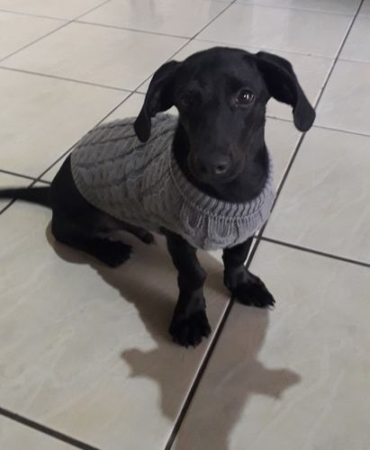 Avaliação com foto de um cliente sobre Camisola de Outono / Inverno para Cães