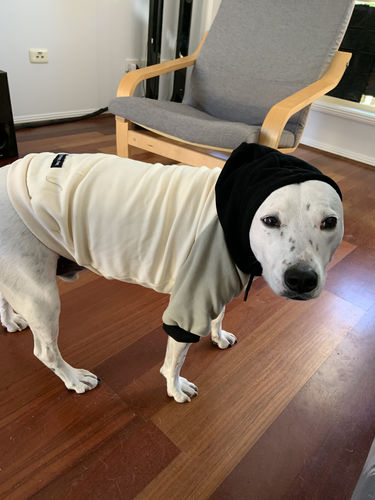 Customer photo review of Olive Cream Dog Hoodie