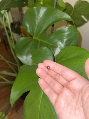 Customer photo review of Heart Crystal Top Cartilage/Tragus Ring