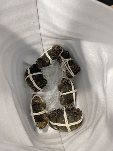 Customer photo review of 「10.9到货-冷链配送」Lake Hairy Crabs 鲜活大闸蟹-母