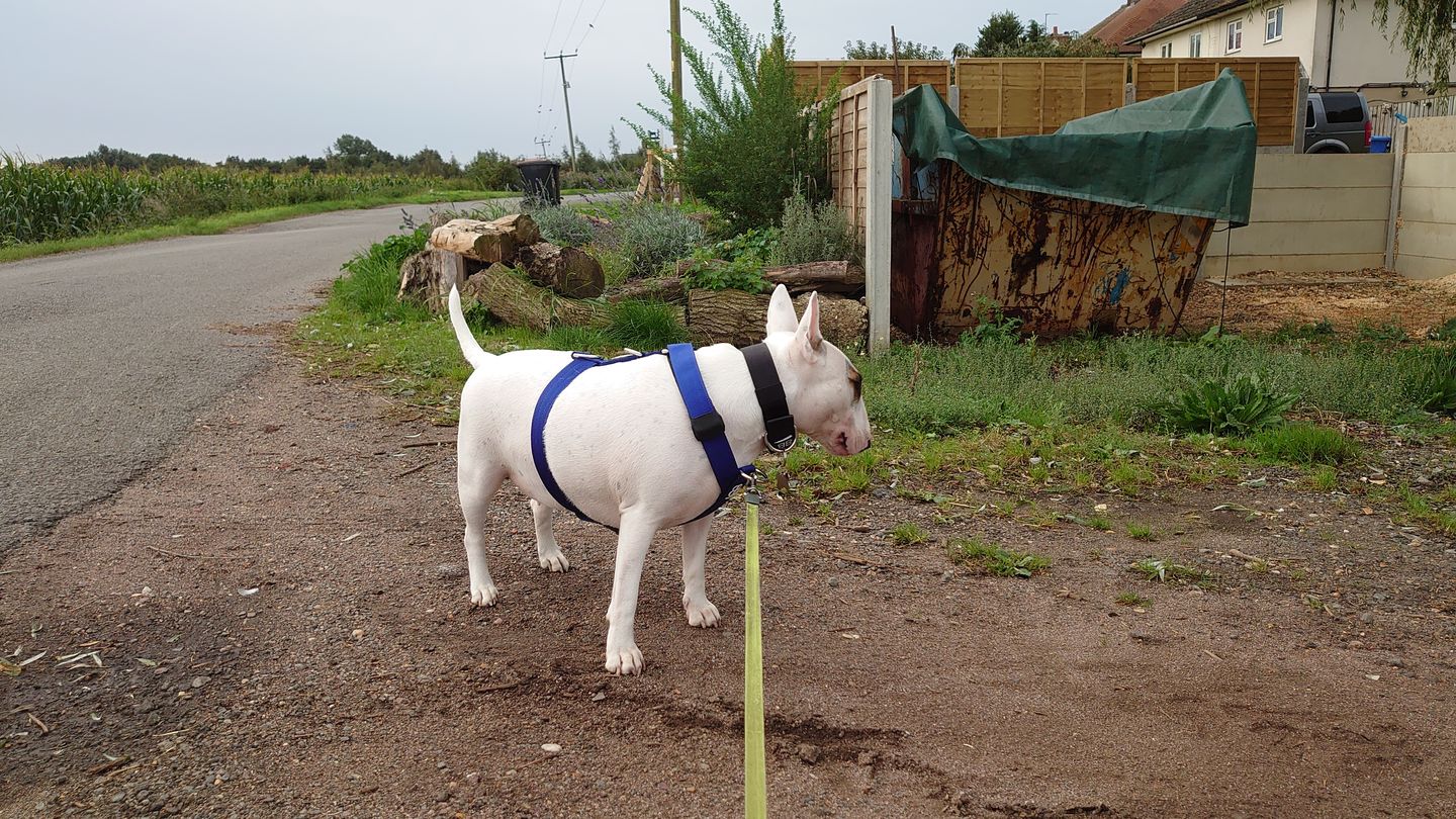 Customer photo review of 4cm Nylon Dog Collar - Black v2.0