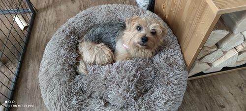 Customer photo review of Hundebett Kuschelwolke  mit kuscheligem Plüsch herausnehmbares Kissen einfarbig