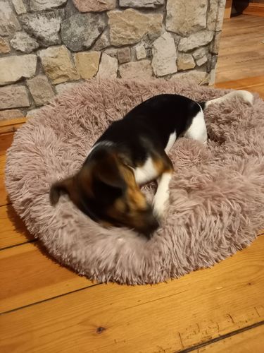 Customer photo review of Puppery Kuschelbett - Das Original