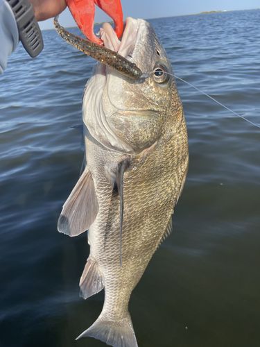 Customer photo review of Texas Custom Lures Jighead- Plain (Multiple Sizes)
