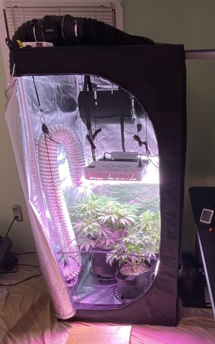Customer photo review of AC Infinity Grow Tent Ventilation Kit Pro, 6 Inch