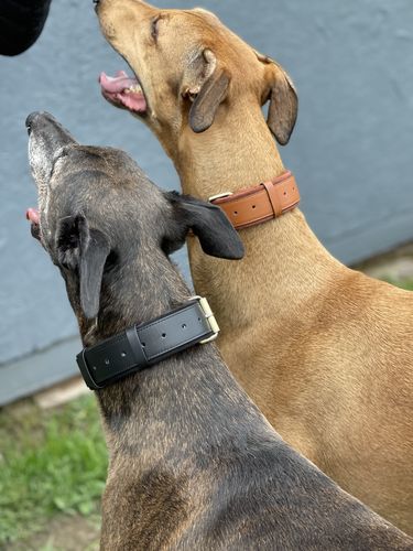 Customer photo review of Keepaws™ Leather AirTag Collar