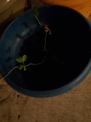 Plant rescue results
