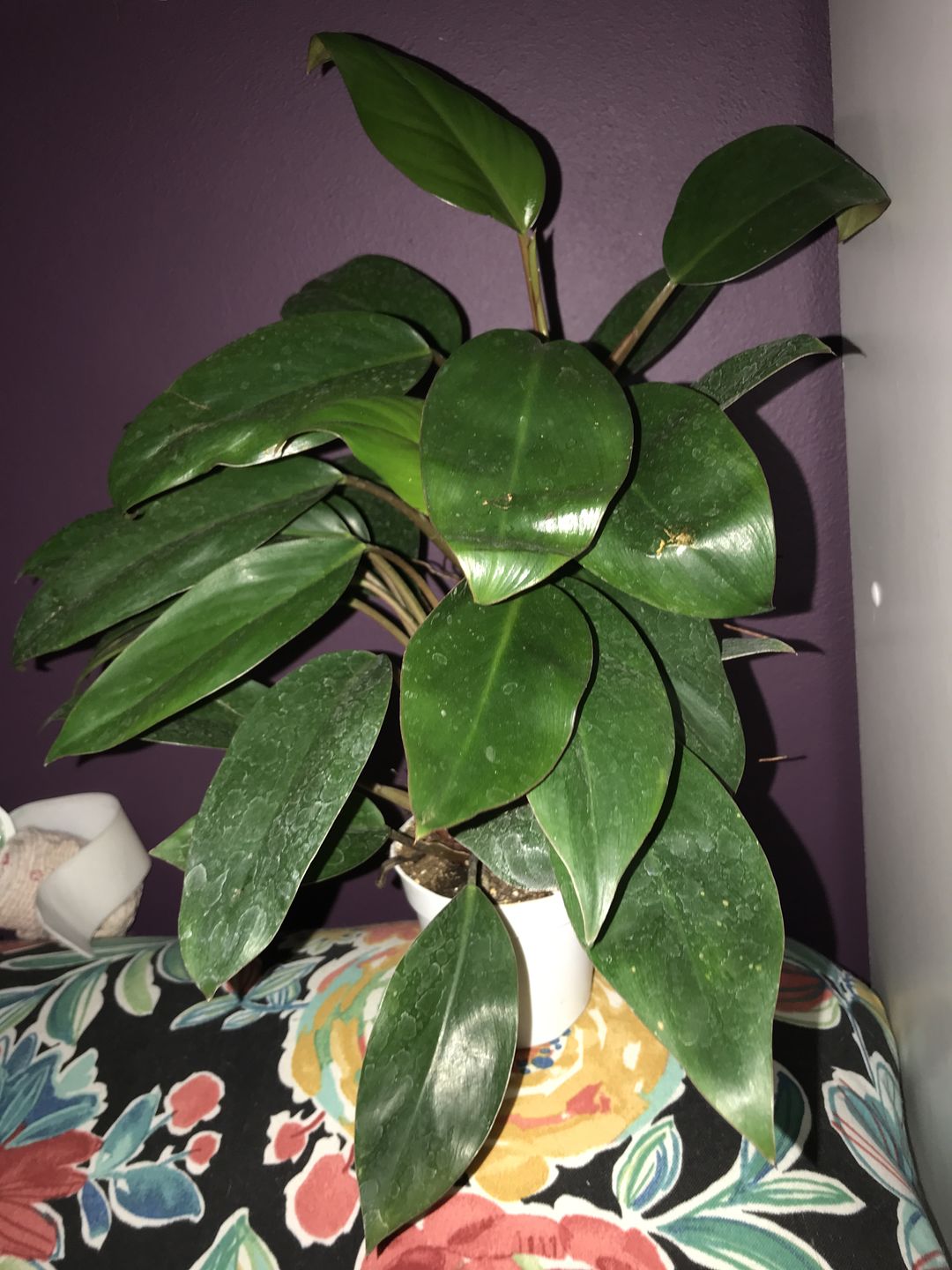 Customer photo review of 4" Philodendron 'Red Back'