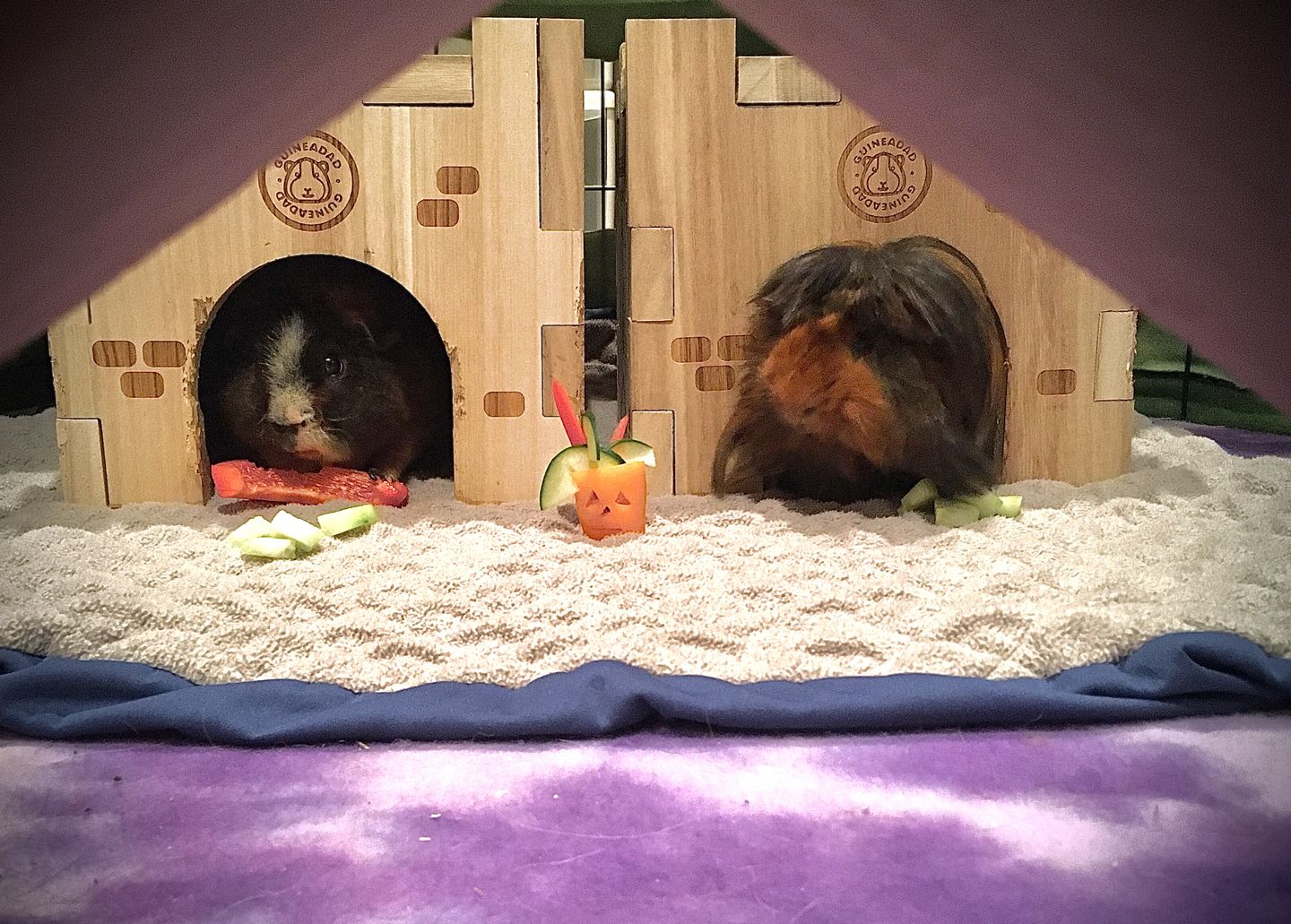 Customer photo review of GuineaDad Queen's Castle