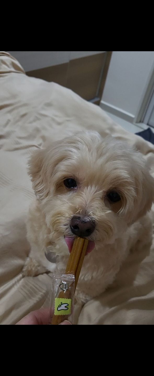 Customer photo review of arrr Dental Chew