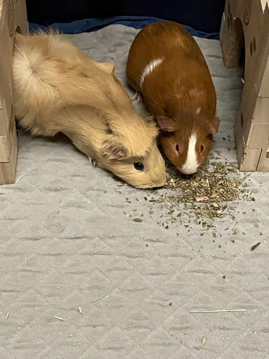 Customer photo review of GuineaDad Nourish Series - Herbal Supplement Healthy Treats for Guinea Pigs