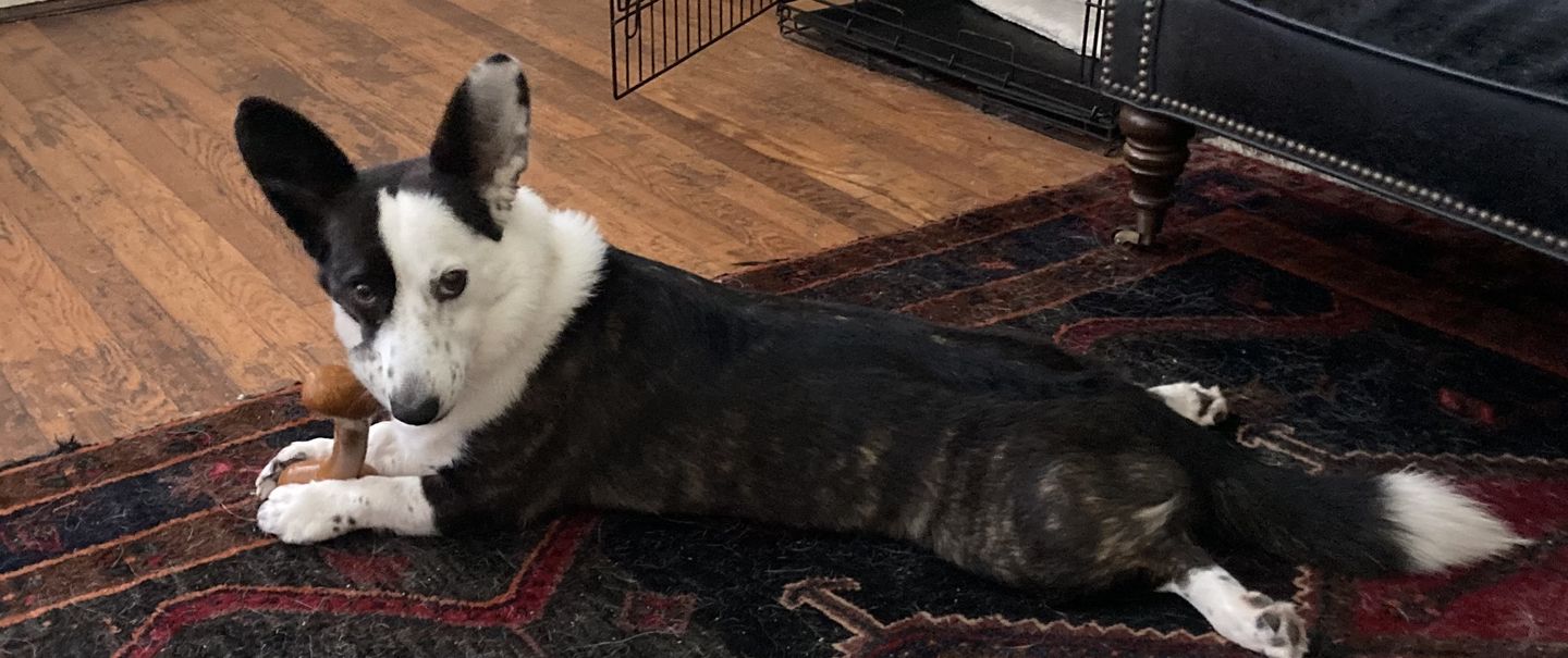 Customer photo review of Give A Dog A Bone!