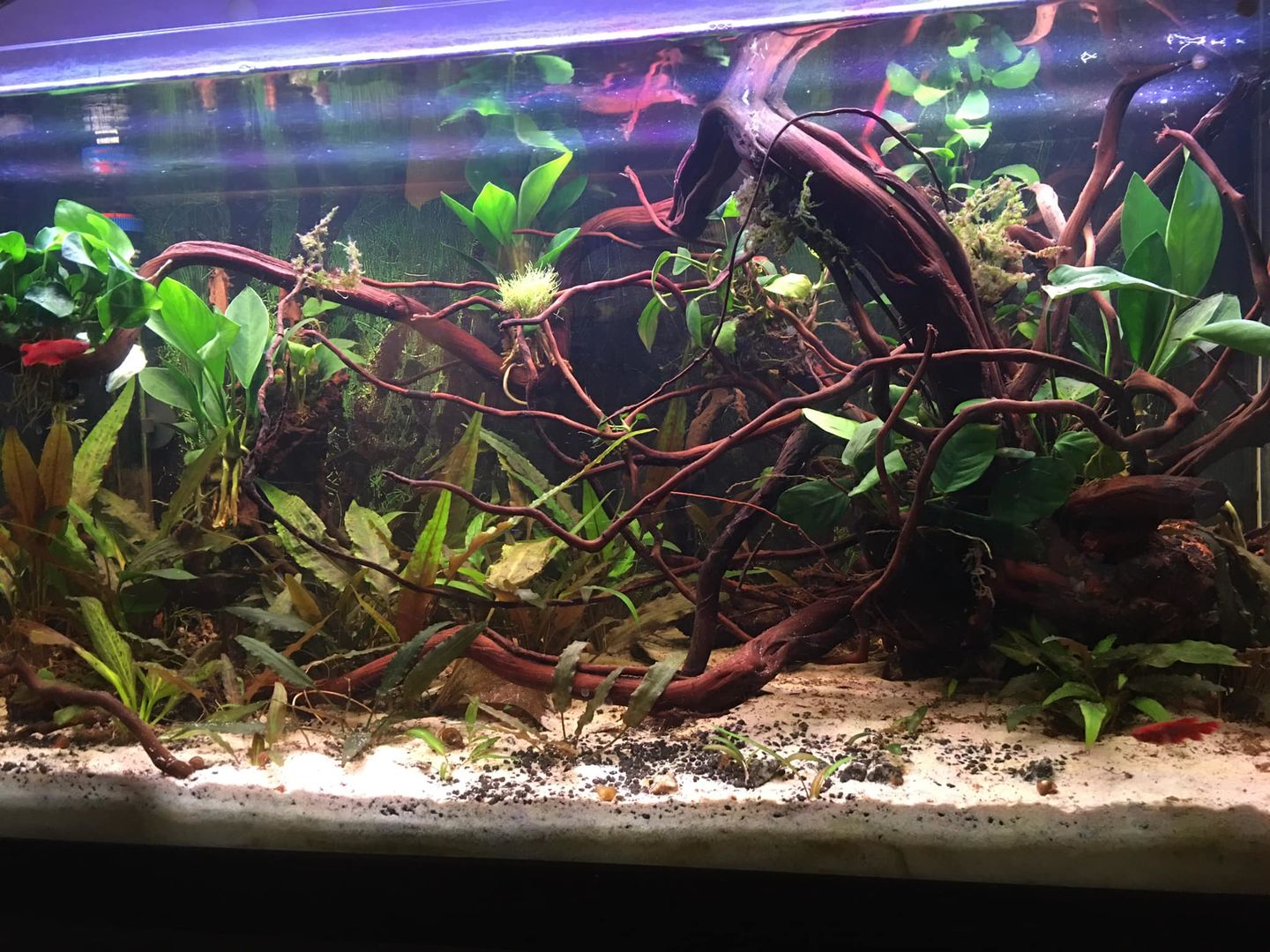 Customer photo review of Racine Naturelle Legno Dragon Skin MD - 60 à 90cm AMTRA