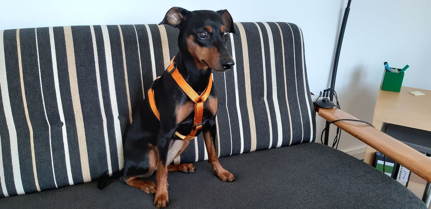 Customer photo review of PREMIUM Hundegeschirr gepolstert