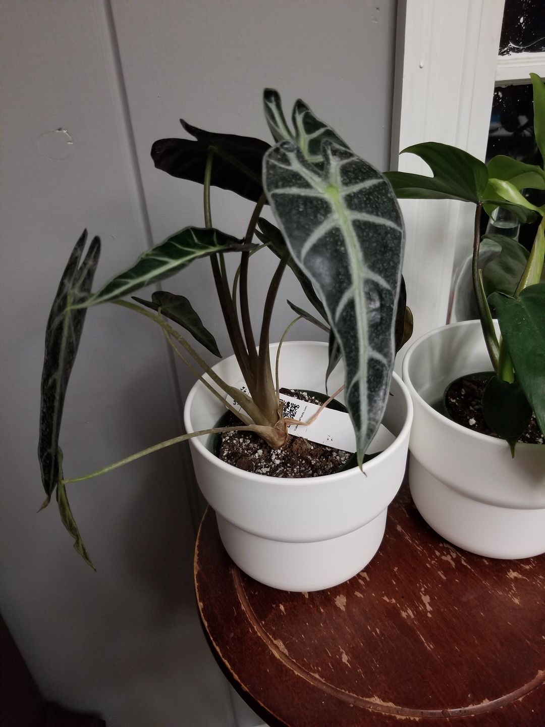 Customer photo review of 4" Alocasia 'Bambino'