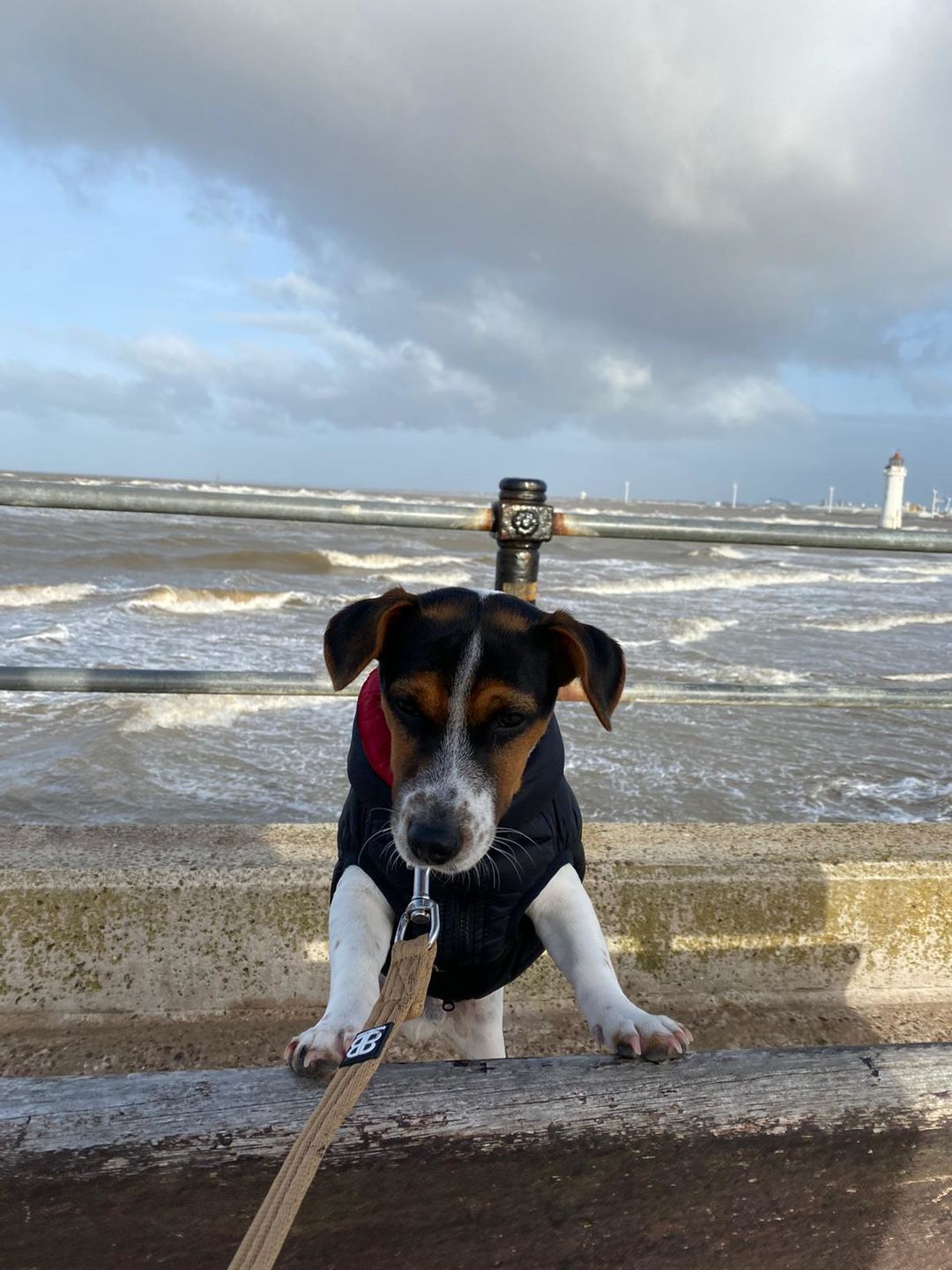 Customer photo review of Double Ended Training Lead | All Breeds - Durable & Soft 2m Lead - Military Tan