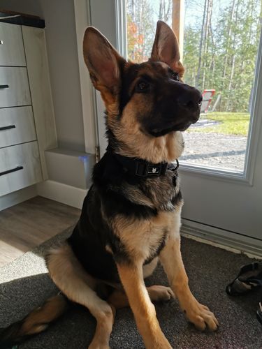 Customer photo review of Ragnar Dog Collar
