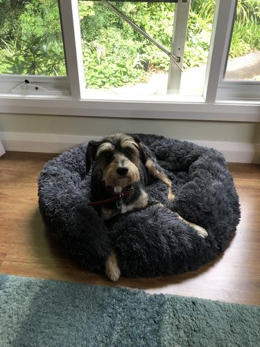 Customer photo review of Calming Dog Bed™ Australia-60% Off Today
