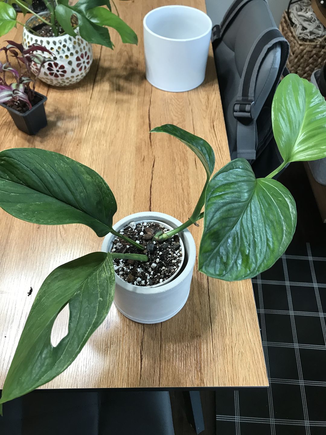 Customer photo review of 3" Monstera pinnatipartita