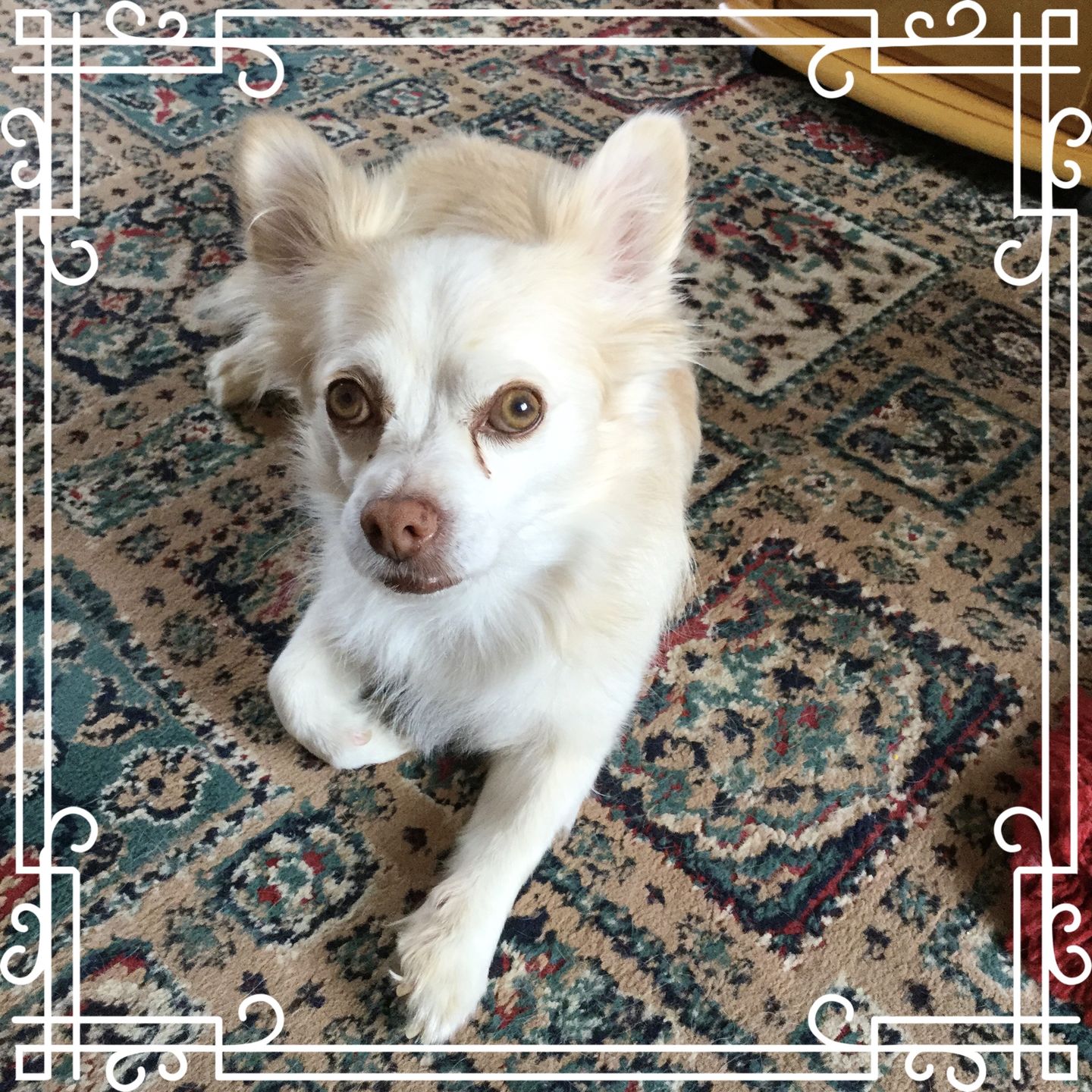 Customer photo review of Advanced Plaque Remover Powder for Cats and Dogs 100% Natural -150g