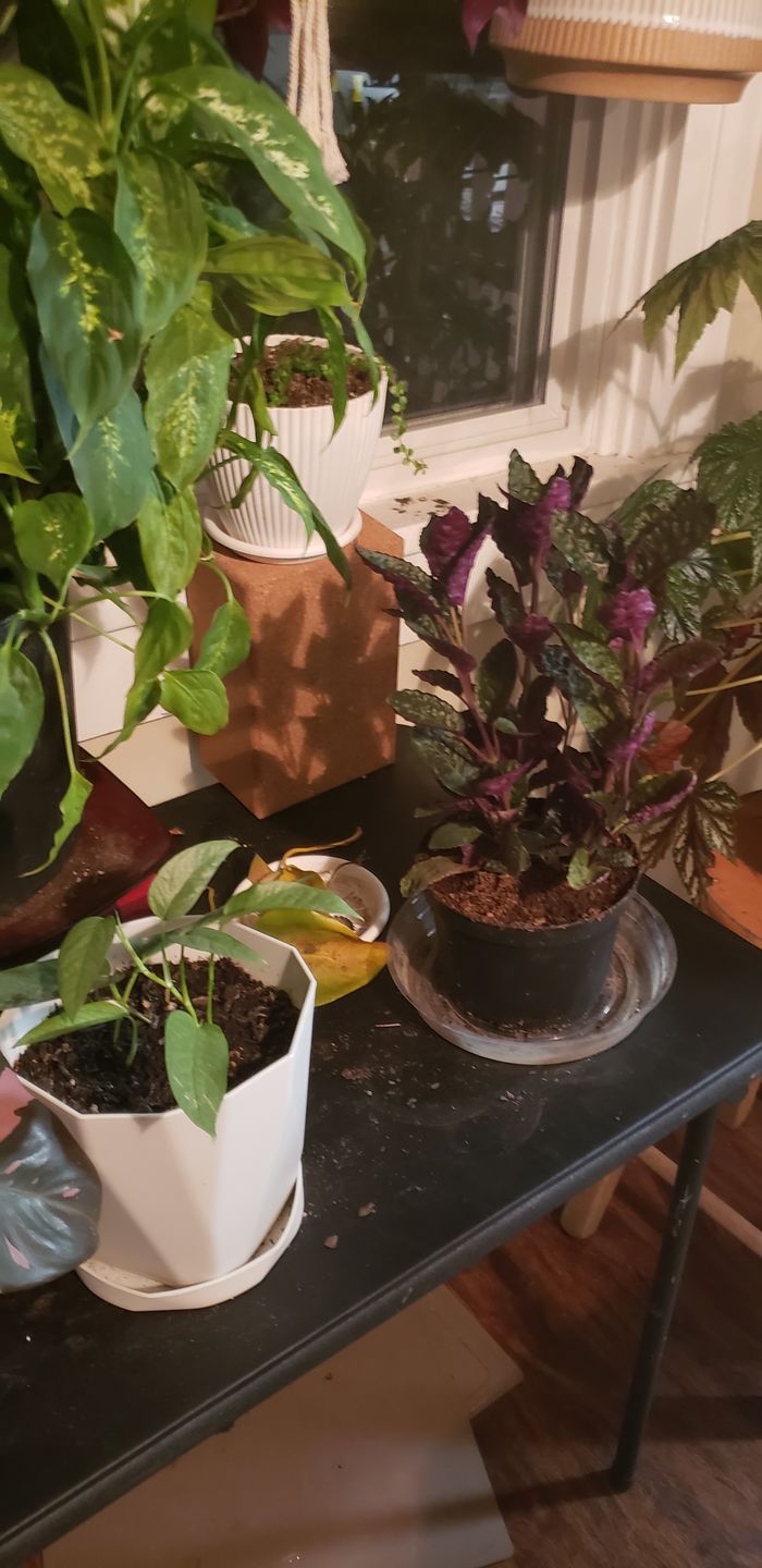 Customer photo review of 4" Hemigraphis alternata "Purple Waffle"