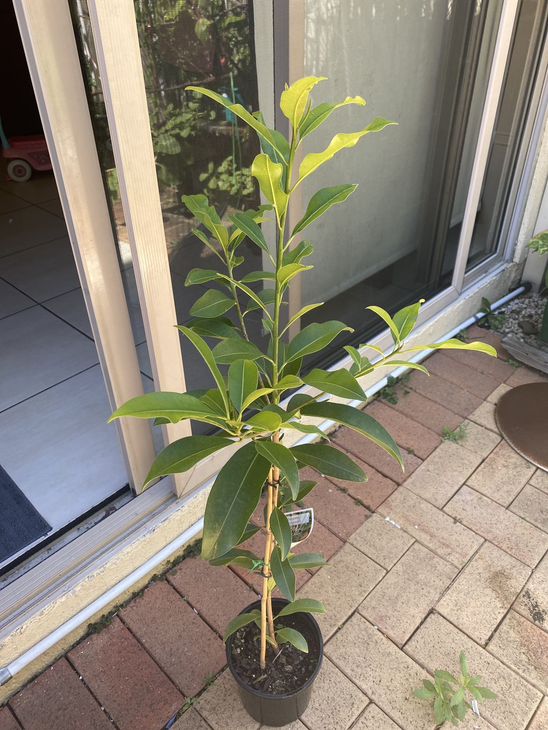 Customer photo review of Sapodilla / Chicku
