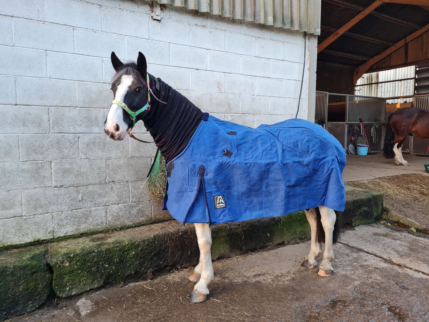 Customer photo review of Canvas Turnout Rug | New Zealand 18oz Wool Lined Rug