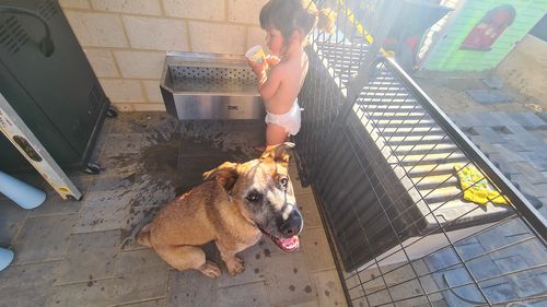 Customer photo review of Pet Rehydration Station XXL
